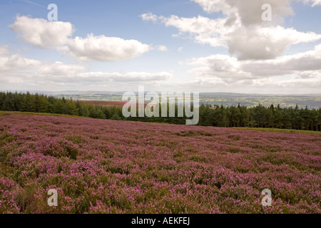 Heather im Ribble Valley, Lancashire Stockfoto