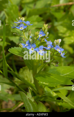 Bachbungenehrenpreis Veronica beccabunga Stockfoto