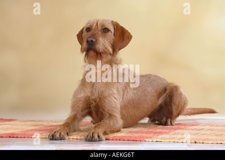 Ungarische Wire haired zeigen Hund Magyar Vizsla Stockfoto