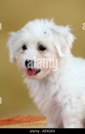 Coton de Tulear Welpen 8 Wochen Stockfoto