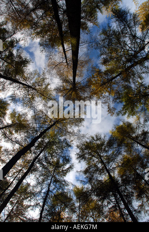 Kiefern im Mortimer Wald, Ludlow Shropshire England UK Stockfoto