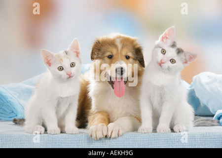 Tierische Freunde: Shetland Sheepdog Welpen liegen zwischen zwei Kätzchen Stockfoto
