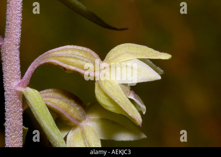 Violette Helleborine Epipactis purpurata Stockfoto