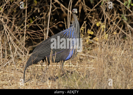 Behelmte Perlhühner Stockfoto