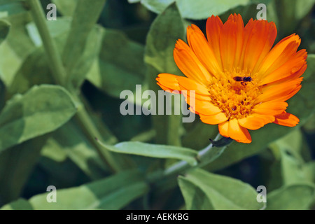 Ringelblume-Blüte im Juni. Stockfoto