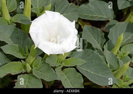 Weiße Blumen und grüne Blätter von downy Thorn - Apple. Wissenschaftlicher Name: Datura innoxia. Stockfoto