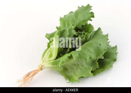 Junger Blattsalat Pflanze, aus biologischem Anbau. Stockfoto