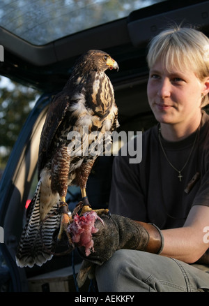 Weibliche Falkner Stefanie Paul ist Kaninchen mit Alice, ihren amerikanischen Wüste Bussard Falke Falcon Muenchen bin 25 08 2007 Stockfoto