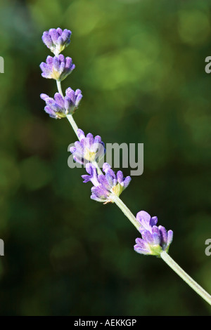 Gemeinsamen Lavendelblüten. Stockfoto