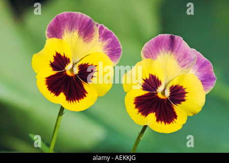Zwei Stiefmütterchen. Juni. Stockfoto
