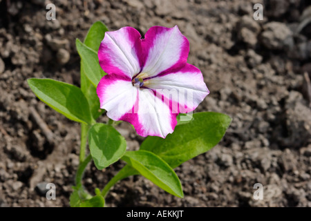 Rot und Weiß petunia Blume (Hybridsorten) Nahaufnahme gestreift. Stockfoto
