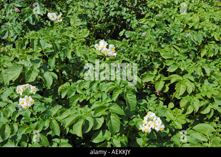 Kartoffelpflanzen blühen. Stockfoto