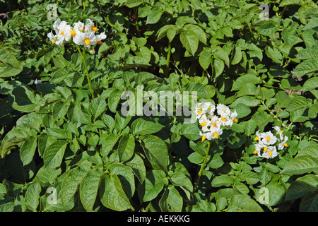 Kartoffelpflanzen blühen im Juni. Stockfoto