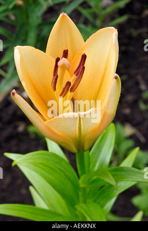 Nahaufnahme einer orangen Lilienblüte, auch bekannt als Feuerlilie oder Jimmy's Bane (Lilium bulbirefum), die in einem Garten wächst. Stockfoto