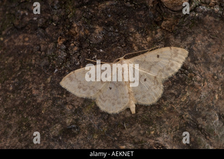 Kleinen Fan Schwarzfuß Wave - Idaea biselata Stockfoto