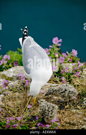 Silbermöwe und junge Küken auf Dorset Klippe Stockfoto