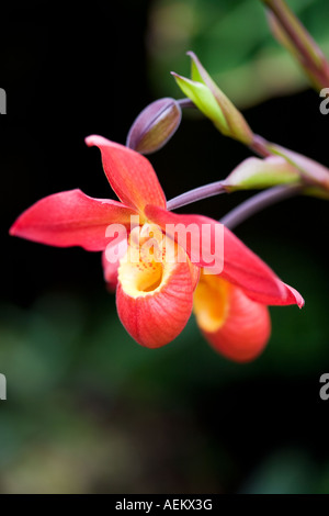 Nahaufnahme von einem Phragmipedium Orchidee - Sunset Glow Stockfoto