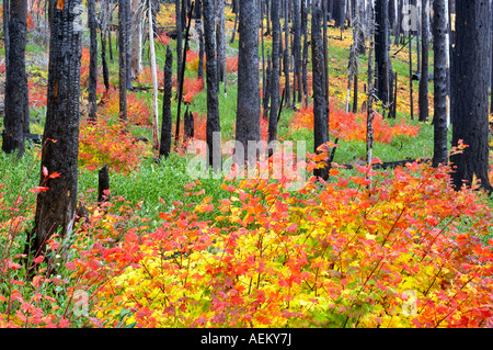 Mehrfarbige Rebe Ahorn im Wald Santiam Pass Oregon ausgebrannt Stockfoto
