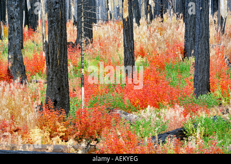 Mehrfarbige Rebe Ahorn in ausgebrannten Wald Deschutes National Forest Oregon Stockfoto