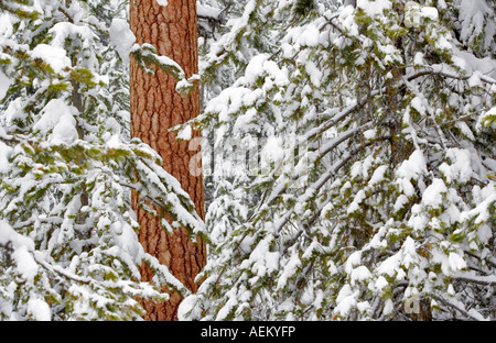 Schnee mit Ponderosa-Kiefer Elkhorn fahren National Scenic Byway Oregon Stockfoto