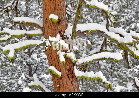 Schnee mit Ponderosa-Kiefer und Moos Elkhorn fahren National Scenic Byway Oregon Stockfoto