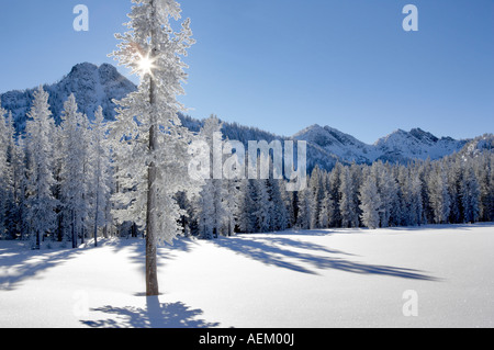 Sonne durch Schnee bedeckten Baum an Anthony Seen im Winter Oregon Stockfoto