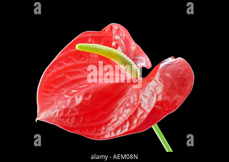 Anthurium oder Flamingo-Blume Stockfoto