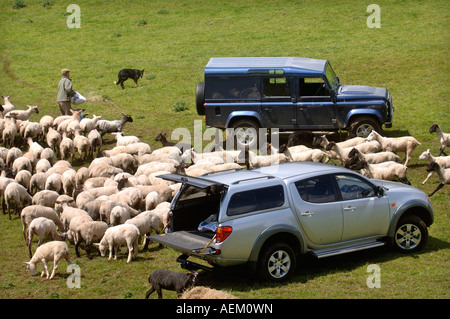 EINE SCHAF-FARMER-STREUUNG ZU ERNÄHREN, EINE VOR KURZEM GESCHOREN HERDE AUF EINEM GLOUCESTERSHIRE FARM UK Stockfoto