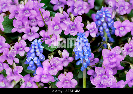 Hund violett Viola Riviniana mit blauen Trauben Hyazinthe Blüten Stockfoto