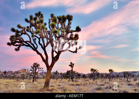 Sonnenaufgang in Joshua Bäume in Joshua Tree Nationalpark Kalifornien Stockfoto