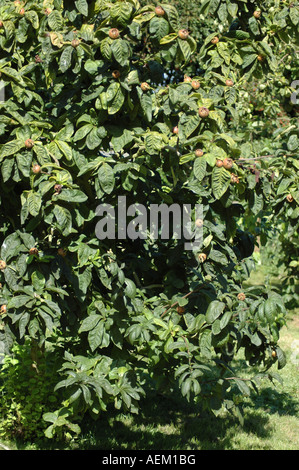 Mispel Baum canescens Germanica mit Früchten Stockfoto