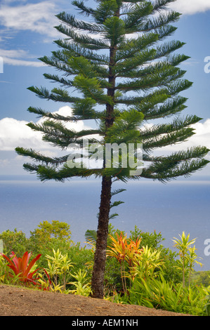 Norfolk Insel Kiefer und Meer vom Garten von Eden Botanical Gardens Maui Hawaii Stockfoto