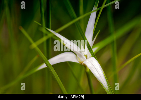 Dichromena Colorata Star Grass Groing entlang eines Baches in Oregon Gardens Stockfoto