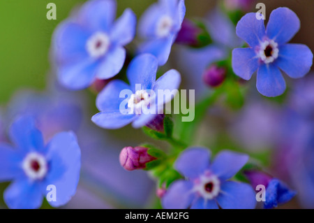 Vergiss mich nicht Blüten Wildblumen Berge der Sierra Nevada Kalifornien blau Wildblumen Stockfoto