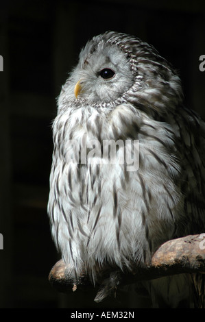 Habichtskauz Strix uralensis Stockfoto