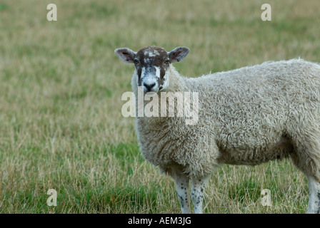 Ein Schaf Viewer betrachten Stockfoto