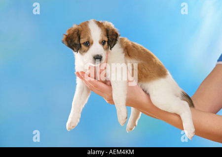 Kromfohrlaender-Welpen in armen Stockfoto