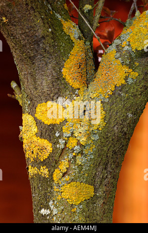 Flechten wachsen auf einem Baum. Stockfoto