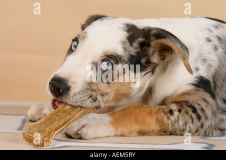 Louisiana Catahoula Leopard Dog mit Knochen Stockfoto