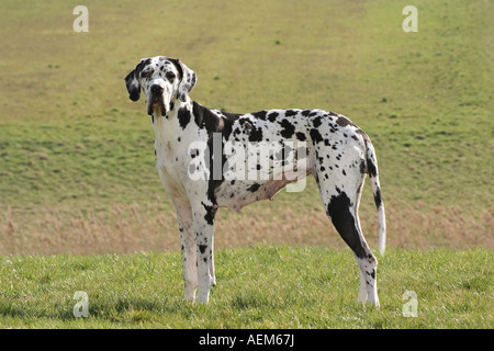 Deutsche Dogge - stehend auf Wiese Stockfoto