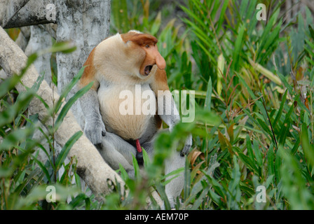 Männlichen Nasenaffe Stockfoto