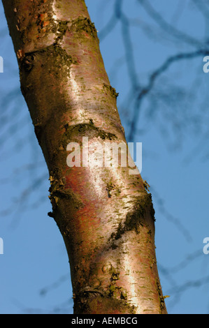 Prunus Serrula Baum. Stockfoto