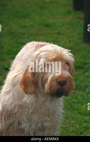 Italienischen Spinone Hund. Stockfoto