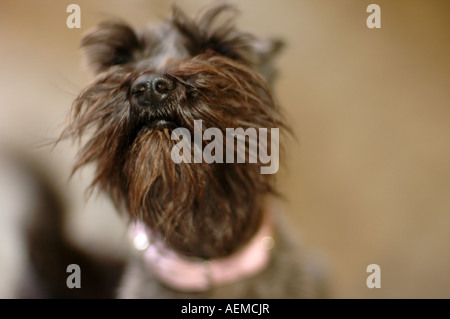 Porträt von einem Schnauzer. Stockfoto