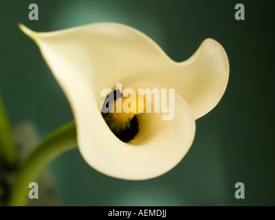 Cremige weiße Arum Lilie Blume mit gelben Blütenständen Nahaufnahme Makro Stockfoto