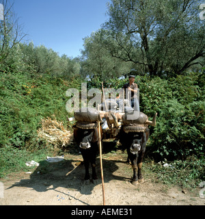 Mann lädt Säcke geernteter Trauben auf traditionelle Ochsenkarren, Douro-Tal, Portugal, Europa