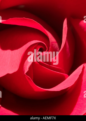 Lebendige Tiefe rote rose Blüte Rosa Sir Tristram in Nahaufnahme Stockfoto