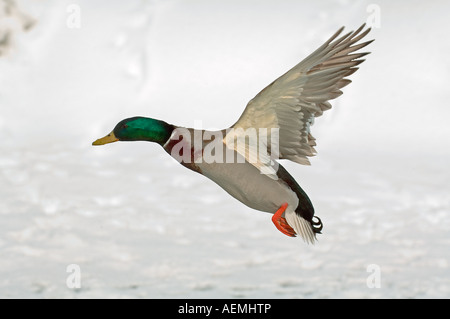 Stockente (Drake) - fliegen / Anas Platyrhynchos Stockfoto