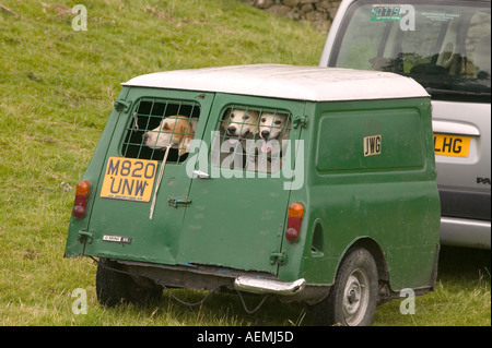 Fox-Hounds geschleppt in einem alten Mini van in der Ings Sheepdog Trials Stockfoto