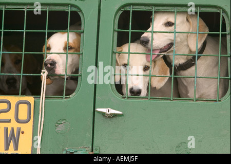 Fox-Hounds in einem Wohnwagen bei den Ings Sheepdog Trials Seenplatte Natyional Park Stockfoto